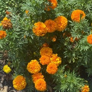 Meet your Posher, Markesa